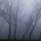 A jogger (or maybe Bigfoot?) in Rotterdam’s misty woods on February 13, 2008.